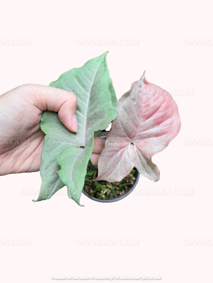 Syngonium Pink Spot