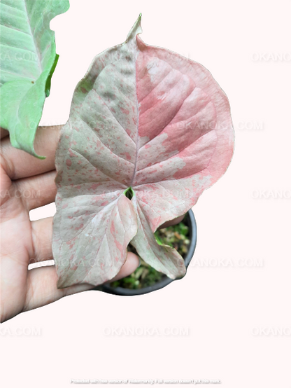 Syngonium Pink Spot