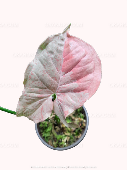 Syngonium Pink Spot