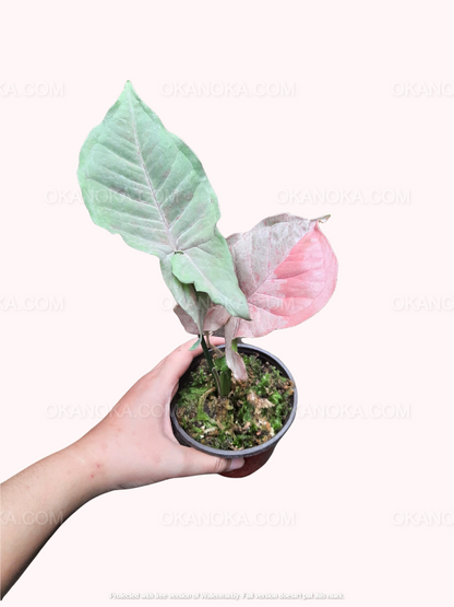 Syngonium Pink Spot