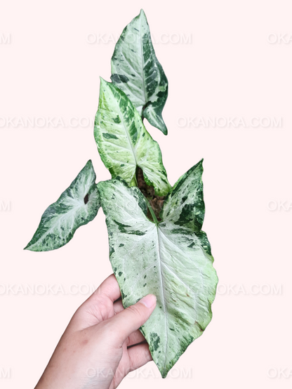 Syngonium Freckles, live syngonium Freckles, live syngonium Freckles plant, syngonium Freckles plants, live syngonium Freckles green, rare syngonium Freckles plants, rare syngonium Freckles, popular syngonium Freckles, tropical syngonium Freckles, tropical syngonium Freckles plants, indoor plant, outdoor