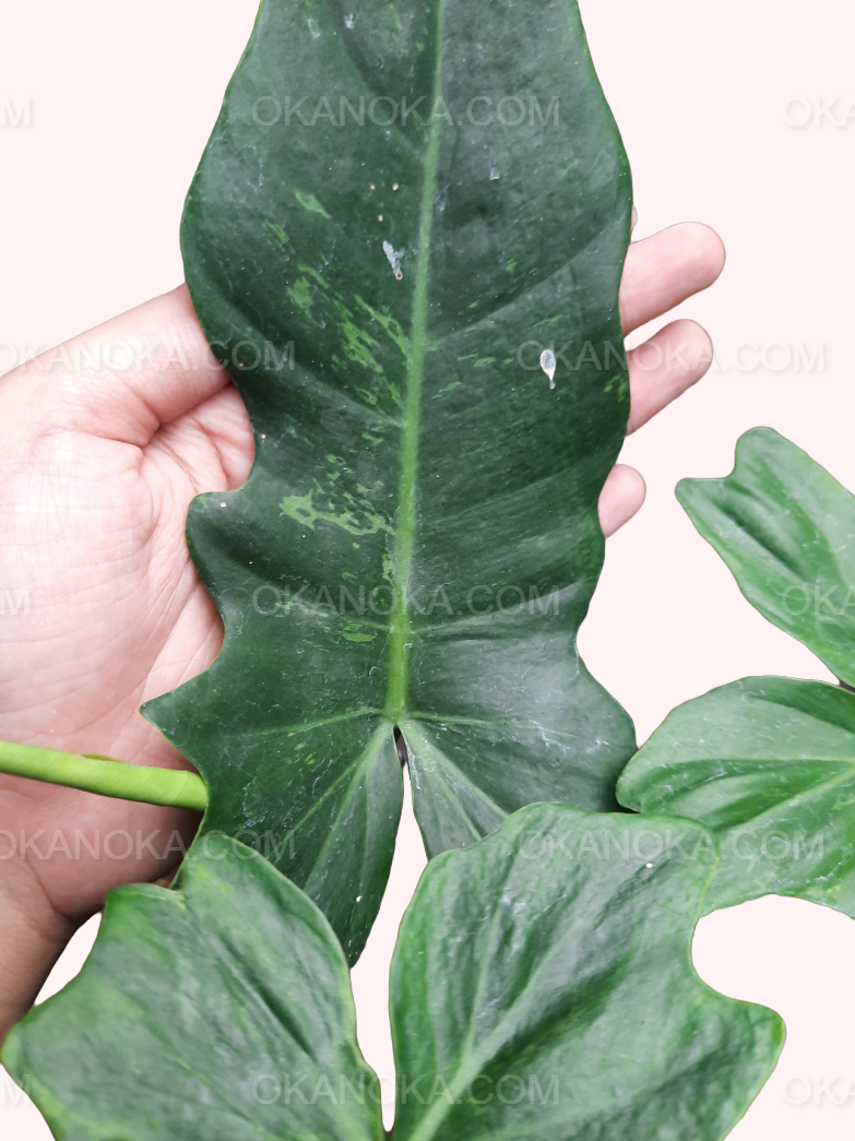 philodendron golden dragon lime fiddle Philodendron Lime Fiddle (Golden Dragon)