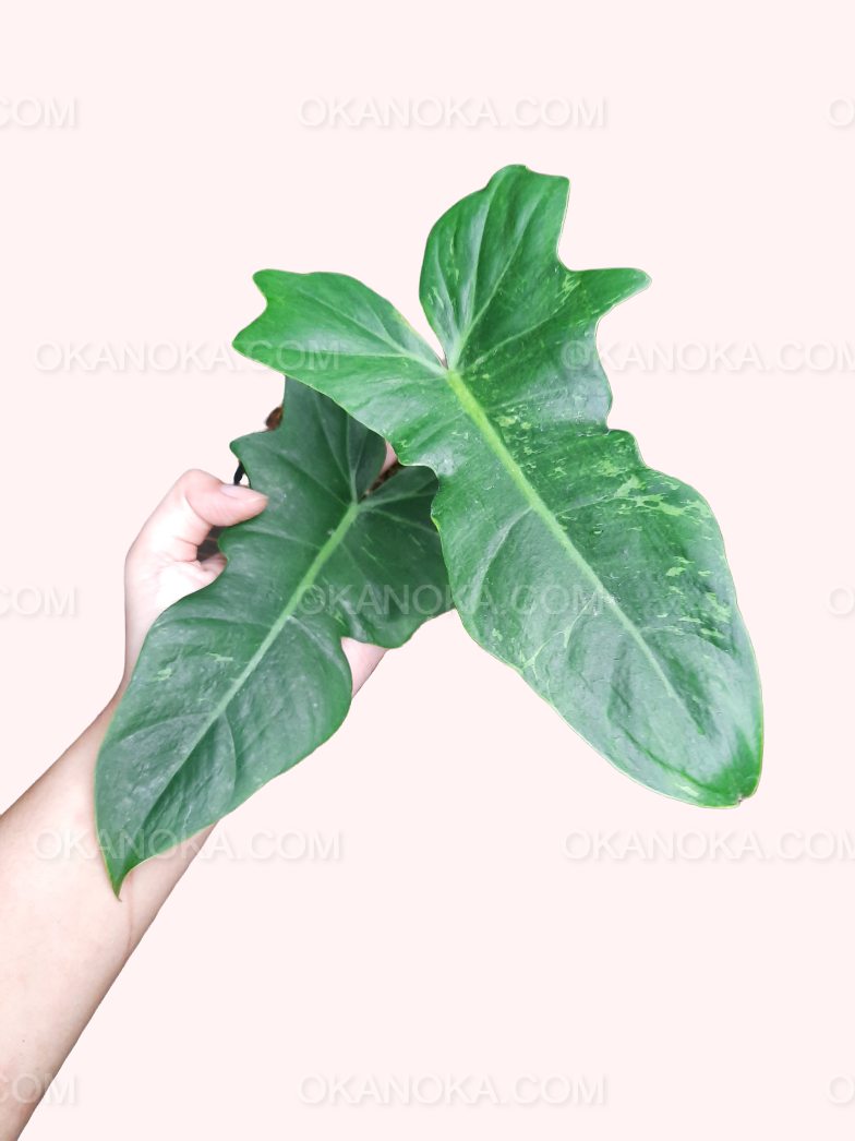 philodendron fiddle Philodendron Lime Fiddle (Golden Dragon)