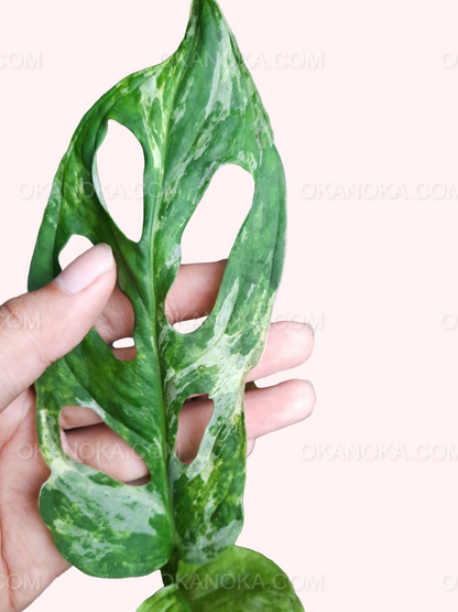 Monstera Adansonii Variegated