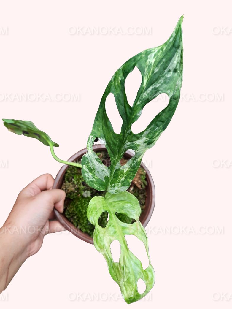 monstera adansonii mint Monstera Adansonii Mint Variegated – Okanoka