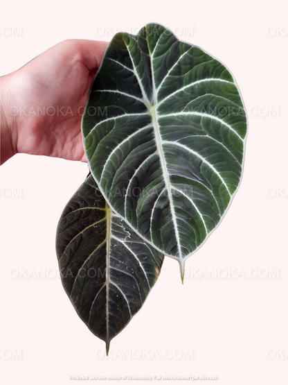 Alocasia Black Velvet, alocasia black velvet, Alocasia Amazonica, live plants, rare plants, live alocasia, rare alocasia, outdoor plants, indoor plants, houseplants, jungle plants, forest plants, urban plants, plants make people happy, plants make me happy, plants, plant lovers, alocasia club, alocasia lovers