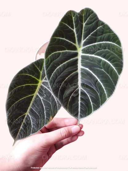 Alocasia Black Velvet, alocasia black velvet, Alocasia Amazonica, live plants, rare plants, live alocasia, rare alocasia, outdoor plants, indoor plants, houseplants, jungle plants, forest plants, urban plants, plants make people happy, plants make me happy, plants, plant lovers, alocasia club, alocasia lovers