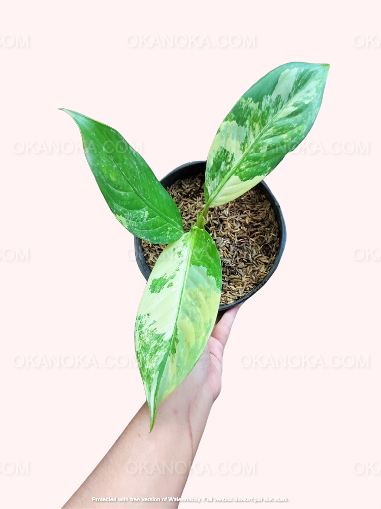 dieffenbachia big ben variegated Dieffenbachia Big Ben Daguensis Variegated Small – Okanoka