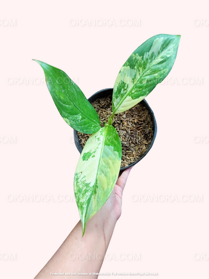 Dieffenbachia Variegated Small