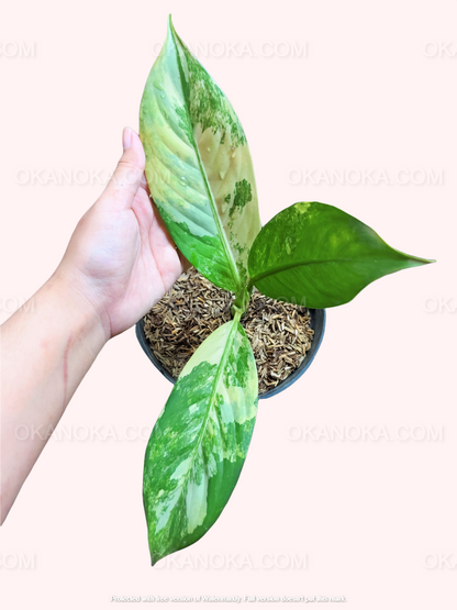 Dieffenbachia Variegated Small