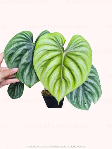 philodendron plowmanii dark form Philodendron Plowmanii Round Form