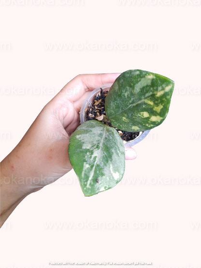 Zamioculcas zamiifolia variegated Small