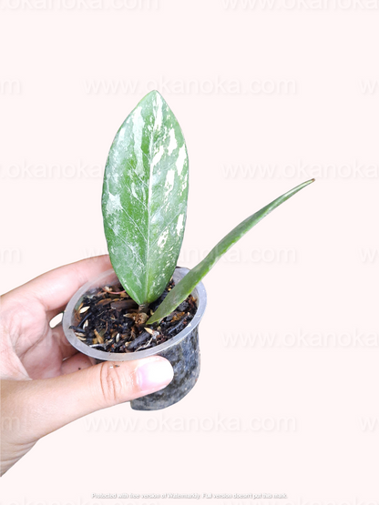 Zamioculcas zamiifolia variegated Small