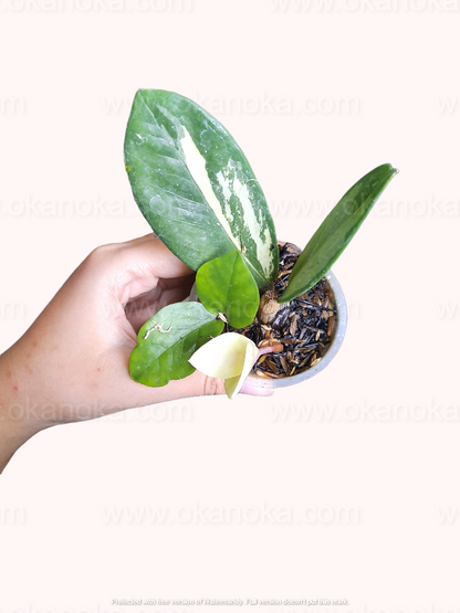 Zamioculcas zamiifolia variegated Small