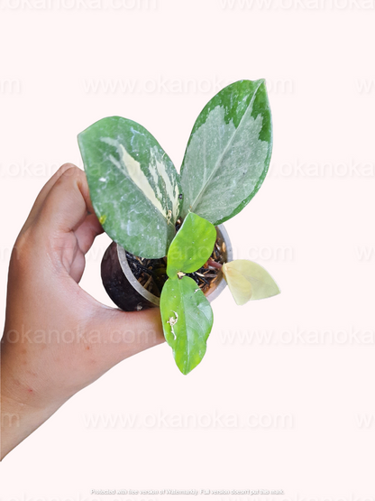 Zamioculcas zamiifolia variegated Small