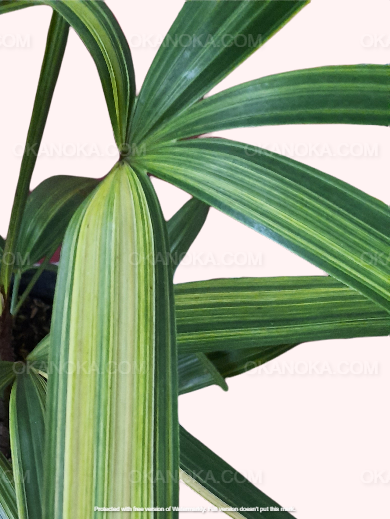 Rhapis Excelsa Palm Tree Variegated