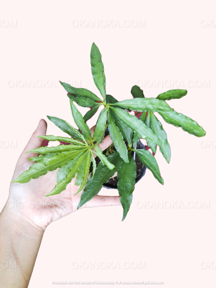 anthurium polyschistum tweed Anthurium Tweed