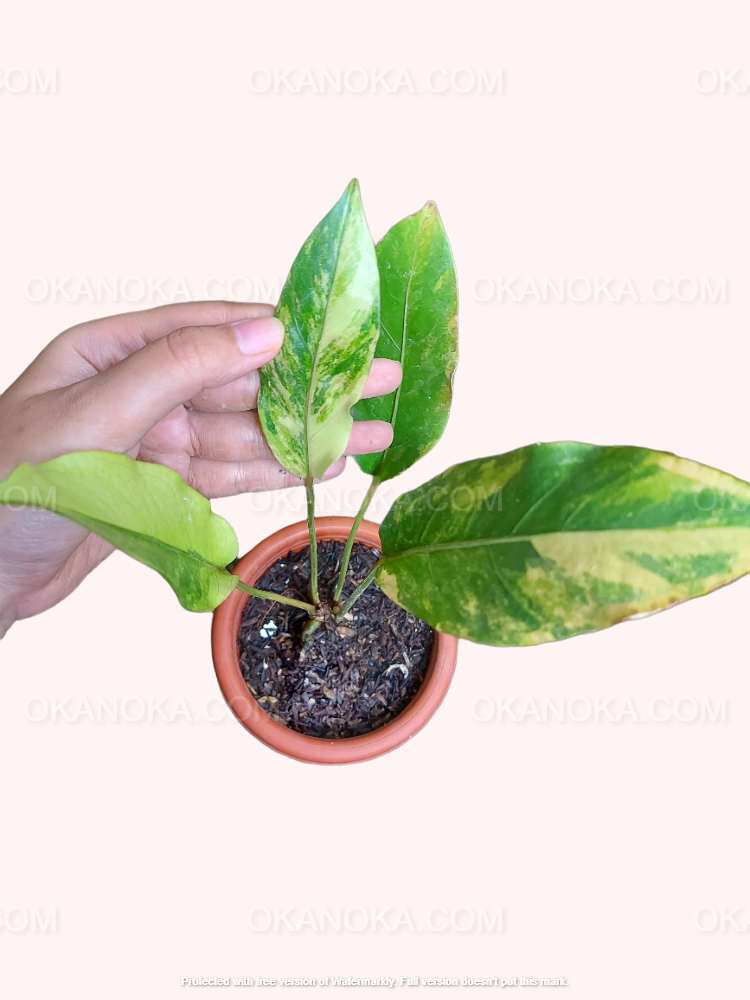 Anthurium Hookeri Pink Tricolor. Beautiful leaves. Healthy plants. We ship with PHYTOSANITARY CERTIFICATE (FREE).  We can do wholesale.  Check out our Instagram at @okanoka.tanaman.  PLEASE READ OUR TERMS & CONDITION AND THE DESCRIPTION OF EVERY LISTING BEFORE PLACING YOUR ORDER.  BONUS on every purchase without minumum order. GET YOURS NOW! Contact us.