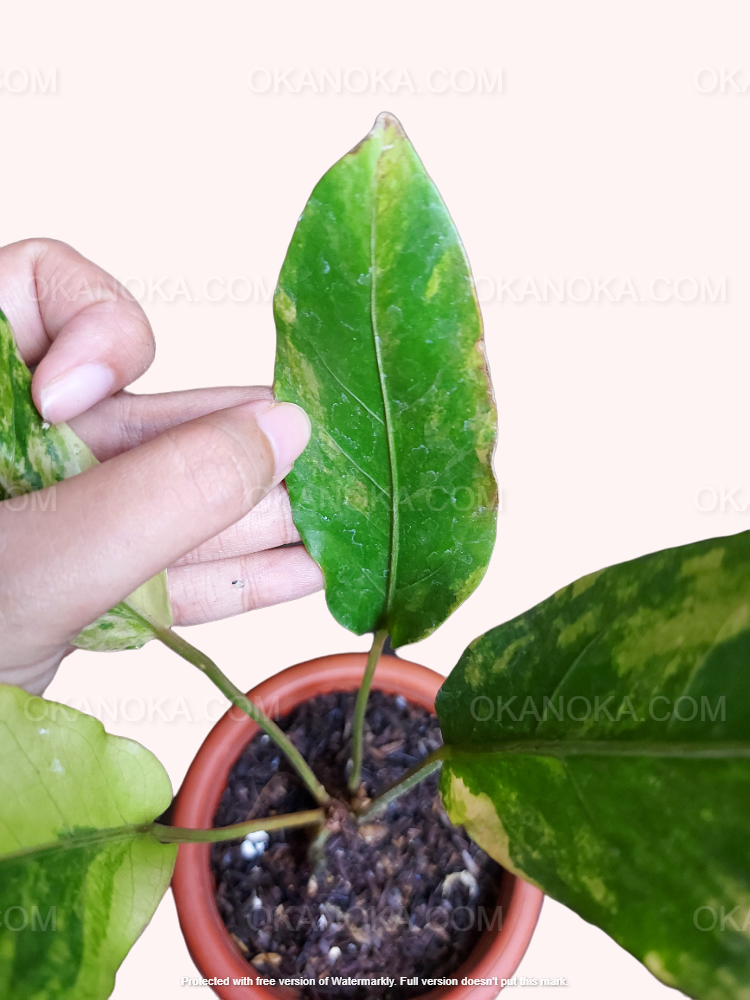 Anthurium Hookeri Pink Tricolor. Beautiful leaves. Healthy plants. We ship with PHYTOSANITARY CERTIFICATE (FREE).  We can do wholesale.  Check out our Instagram at @okanoka.tanaman.  PLEASE READ OUR TERMS & CONDITION AND THE DESCRIPTION OF EVERY LISTING BEFORE PLACING YOUR ORDER.  BONUS on every purchase without minumum order. GET YOURS NOW! Contact us.