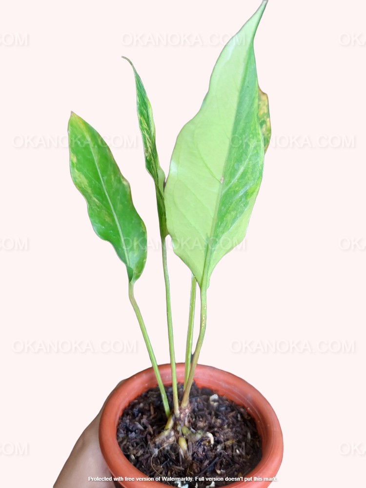 anthurium tricolor Anthurium Hookeri Pink Tricolor – Okanoka