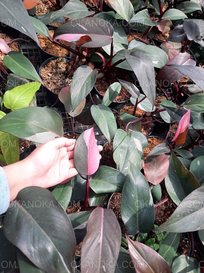 Philodendron Pink Princess