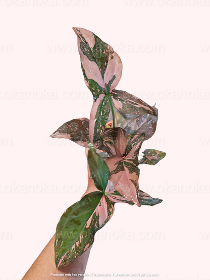 Syngonium Pink Splash