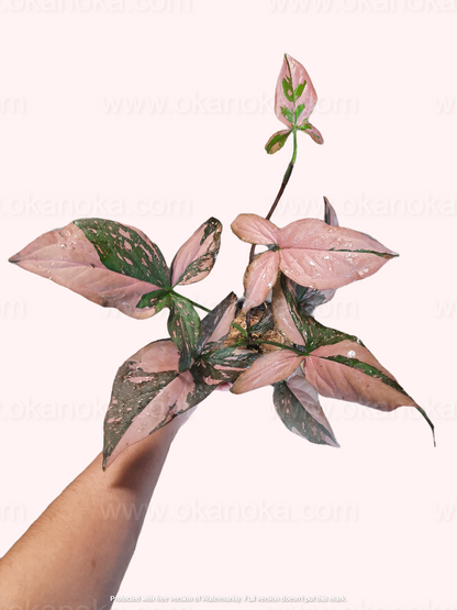 Syngonium Pink Splash