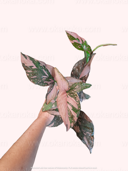 Syngonium Pink Splash