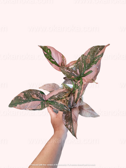 Syngonium Pink Splash