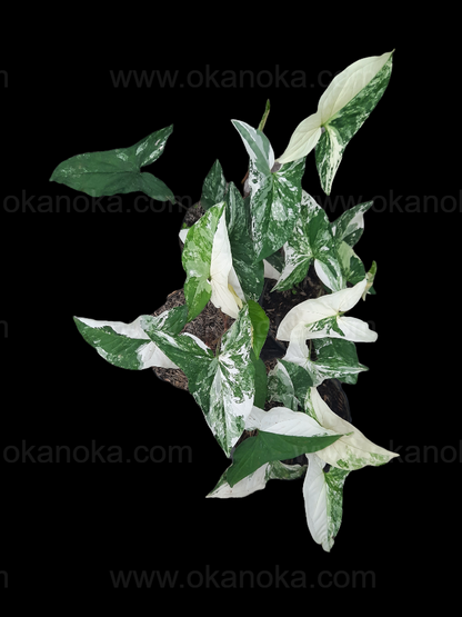 Syngonium Albo Variegated