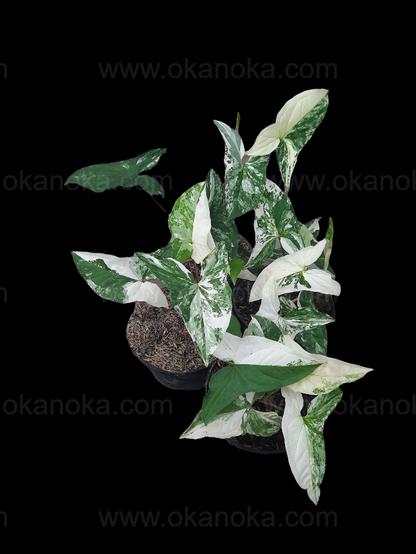 Syngonium Albo Variegated