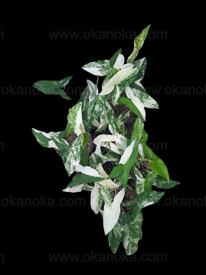 Syngonium Albo Variegated