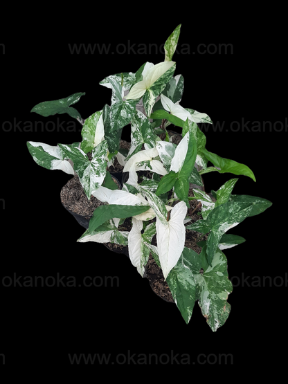 Syngonium Albo Variegated