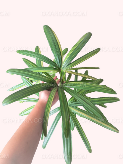 Rhapis Excelsa Palm Tree Variegated