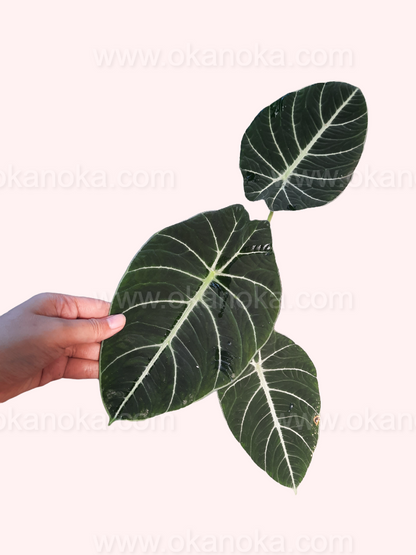 Alocasia Black Velvet