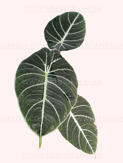 Alocasia Black Velvet