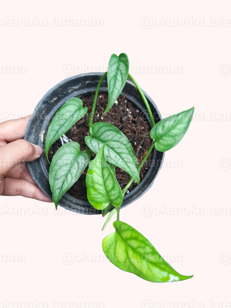 Monstera Siltepecana – Okanoka