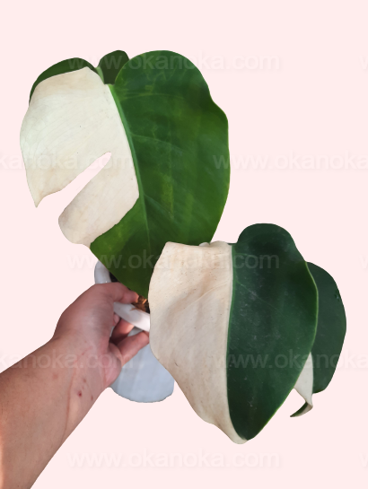 Monstera Albo Halfmoon Variegated