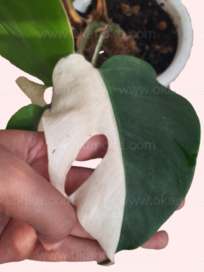 monstera deliciosa variegata half moon Monstera Deliciosa Halfmoon Albo Variegated – Okanoka