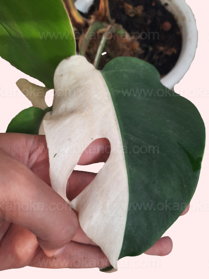 Monstera Albo Halfmoon Variegated