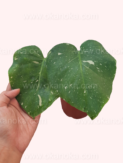philodendron thai constellation Monstera Thai Constellation – Okanoka