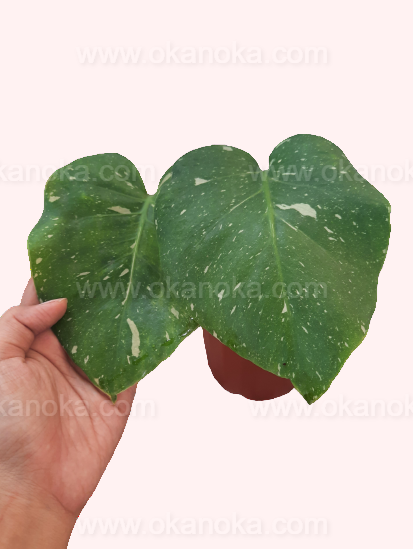 Monstera Thai Constellation Variegated