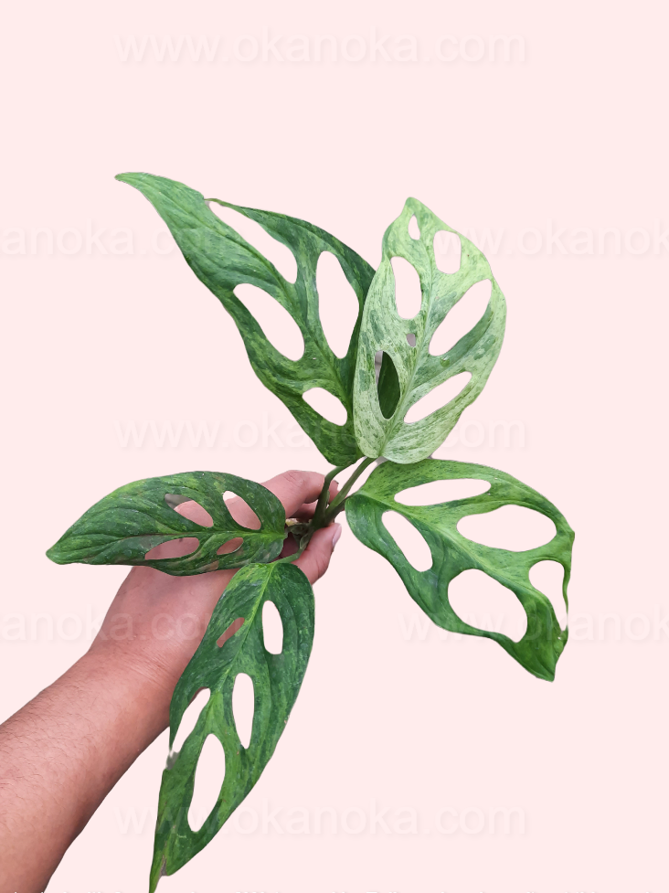 monstera adansonii indonesian mint variegated Monstera Adansonii Mint Variegated – Okanoka