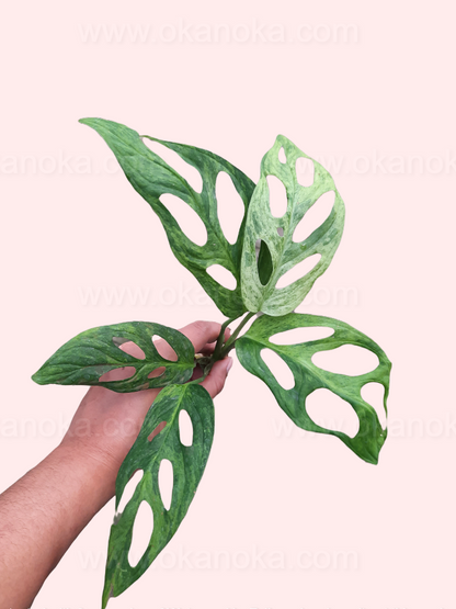 Monstera Adansonii Variegated