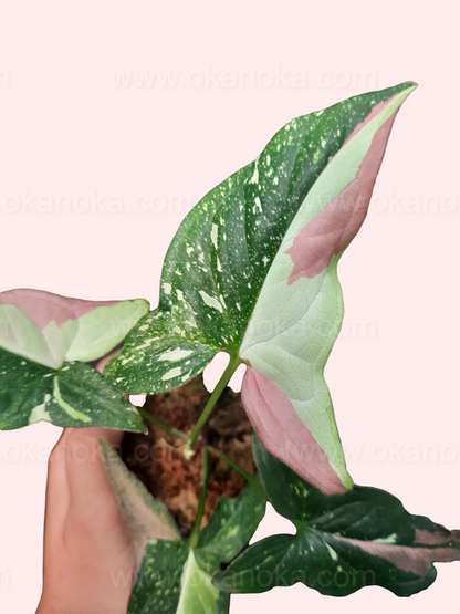 Syngonium Red Spot Tricolor