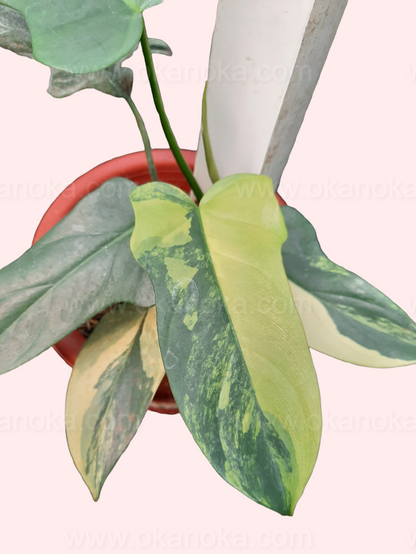 Philodendron Bipennifolium Violin Variegated