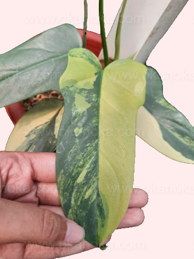 philodendron bipennifolium for sale Philodendron Bipennifolium Violin Variegated – Okanoka