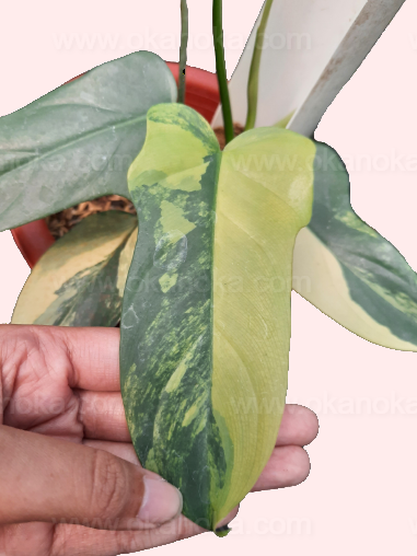 Philodendron Bipennifolium Violin Variegated