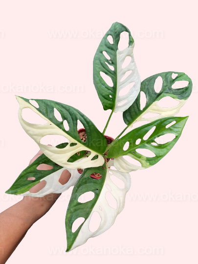 Monstera Adansonii Variegated Japan Lab