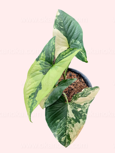 Syngonium Aurea